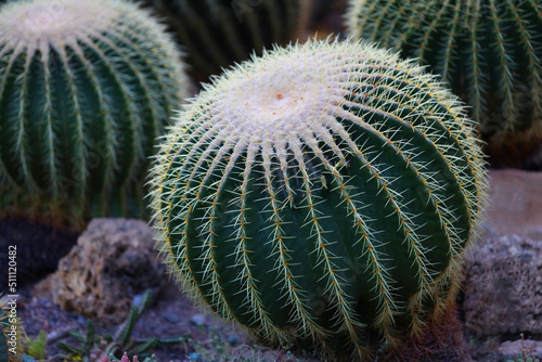 Gruson's Echinocactus (Echinocactus grusonii) is a succulent plant common in Mexico; species of the genus Echinocactus of the Cactaceae family; popular houseplant photo