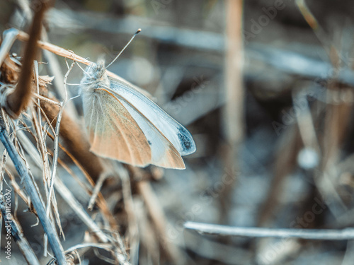 Butterfly in dry grass