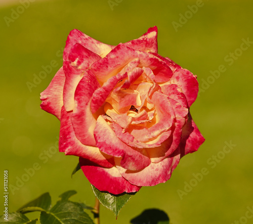 Close-up of a rose garden, Belgium photo