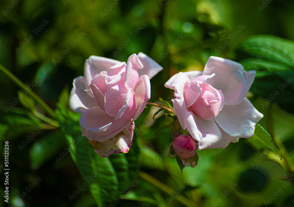 arbres rosiers en fleurs arbres rosiers en fleurs