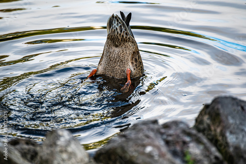 The wild duck dives into the city pond for food. Duck bottom. photo