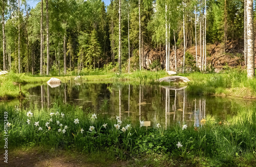 Forest pond. Flowers and birches grow near the lake. Photo