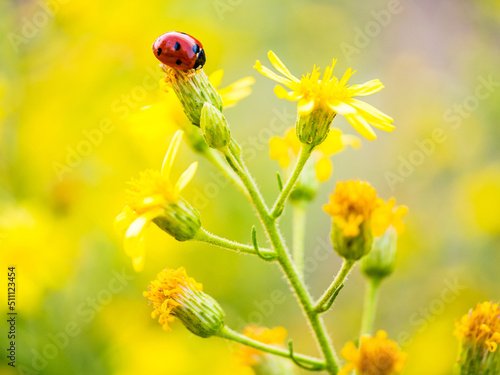 ladybird on yellow flower
