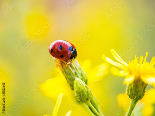 ladybug on a flower
