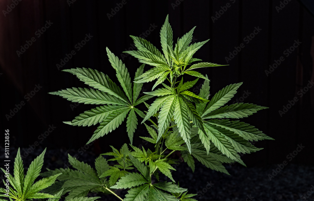 The cannabis plants on a dark background. The texture of the leaves of cannabis. Selective focus. The cannabis plants on a dark background. The texture of the leaves of cannabis. Selective focus.