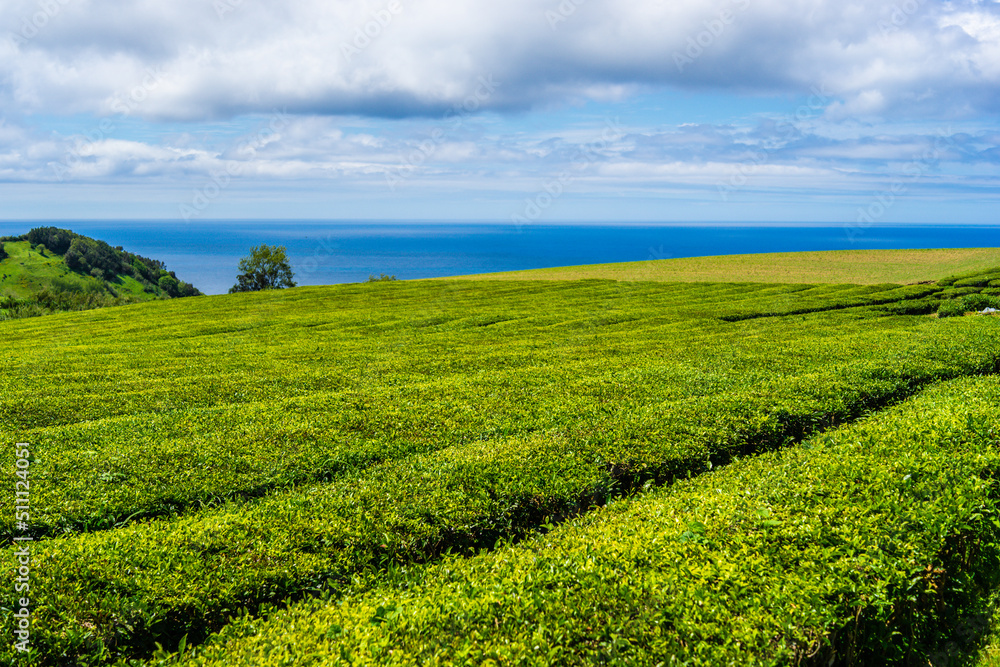 Gorreana tea plantation in São Miguel, Azores.