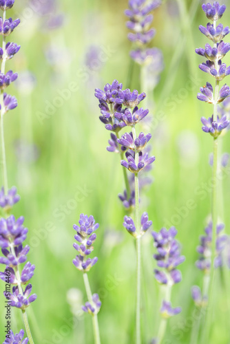 full frame nature background of lavender flowers in the garden