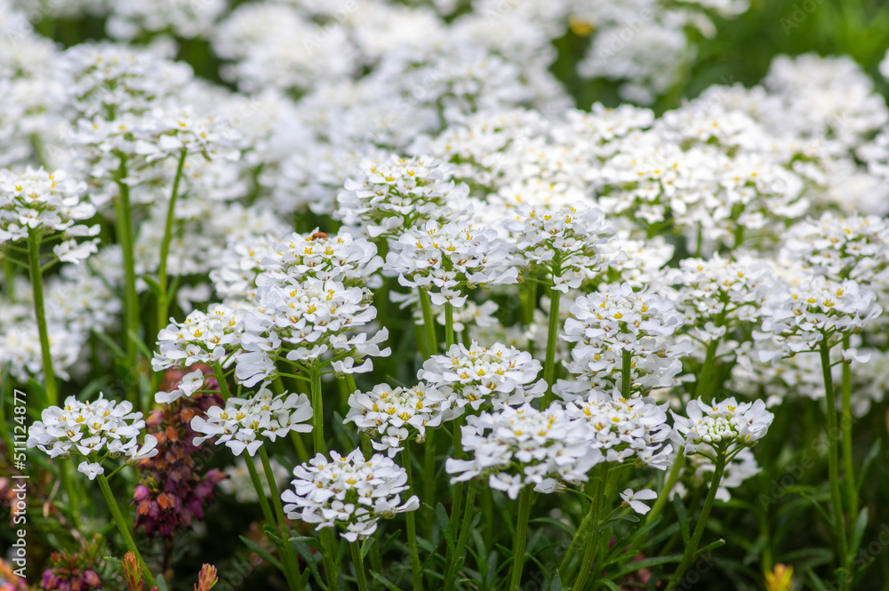 Iberis sempervirens evergreen candytuft perenial flowers in bloom, group of white springtime flowering rock plants