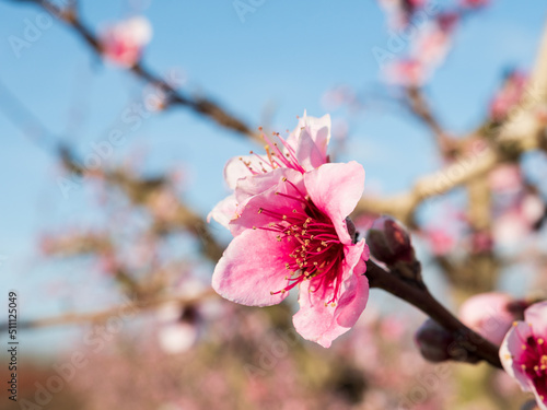 Peach flower