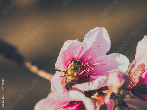 Bee on the peach flower