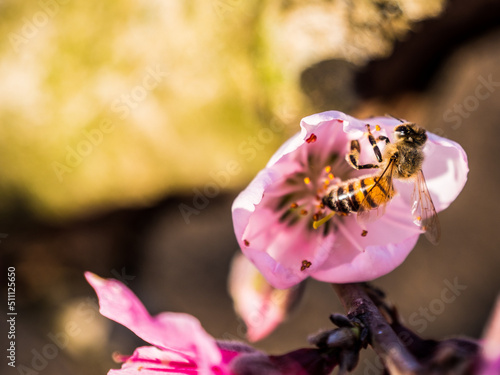 Bee on the peach flower