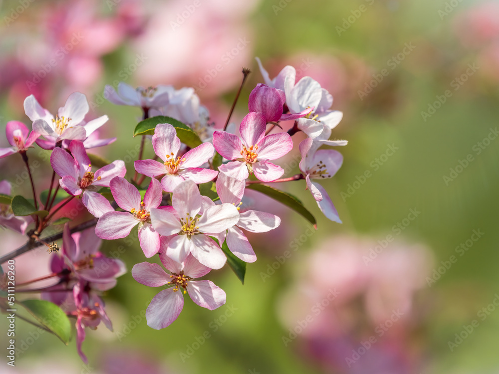Fresh pink flowers of a blossoming apple tree with blured background Fresh pink flowers of a blossoming apple tree with blured background