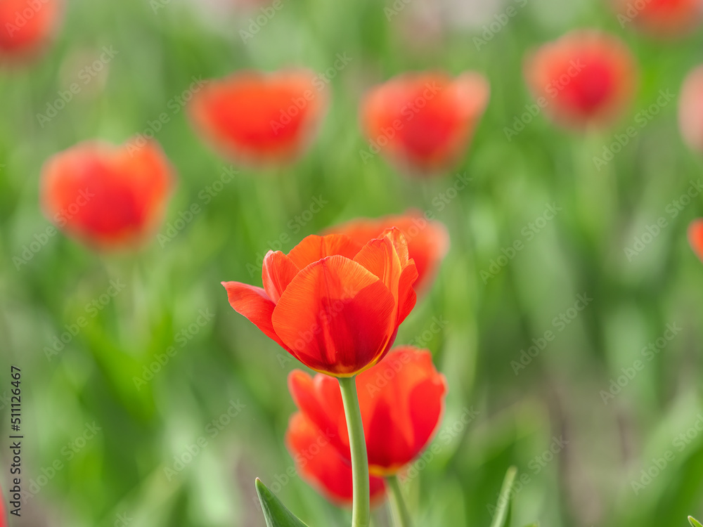 Colorful red tulips blossom in spring garden Colorful red tulips blossom in spring garden