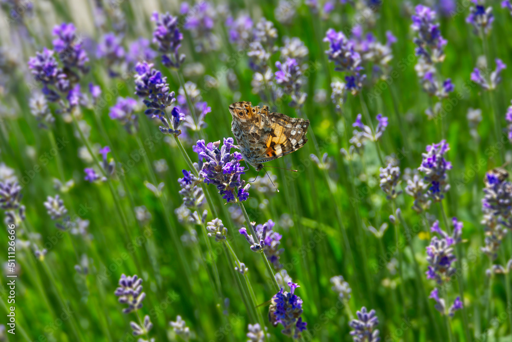 Painted Lady (Vanessa cardui) butterfly perched on lavender in Zurich, Switzerland Painted Lady (Vanessa cardui) butterfly perched on lavender in Zurich, Switzerland