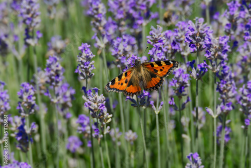 Small tortoiseshell butterfly (Aglais urticae) perched on lavender plant in Zurich, Switzerland © Janine