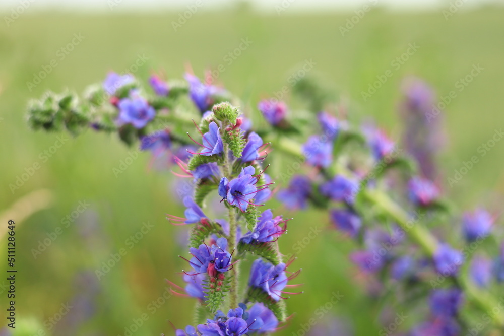 Fototapeta premium field flowers