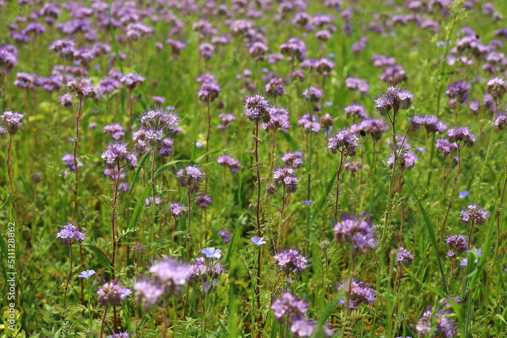flowers in the field flowers in the field