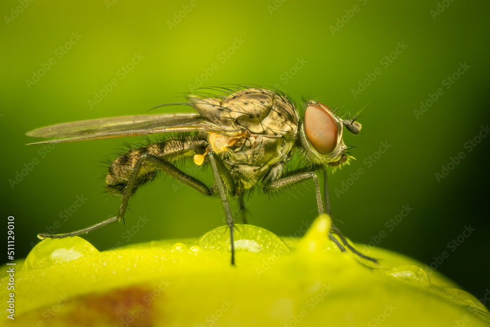 Fly resting on a peony bud on a spring morning Fly resting on a peony bud on a spring morning