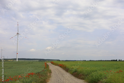 gravel road and flowers