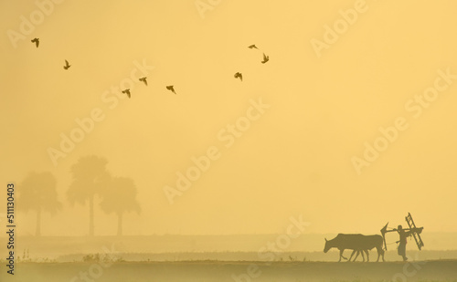 Foggy magical winter morning scenic view. Real beauty of rural Bangladesh. Countryside villages © Abdul Momin