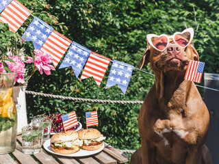 Lovely, pretty brown puppy, two delicious burgers and homemade lemonade. Close-up, outdoors. Day light. Delicious food concept