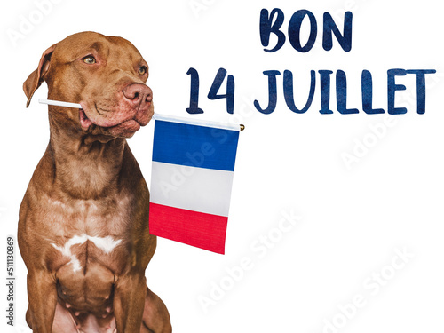 Lovable, pretty dog and French Flag. Closeup, indoors. Studio photo. Congratulations for family, loved ones, relatives, friends and colleagues. Pets care concept