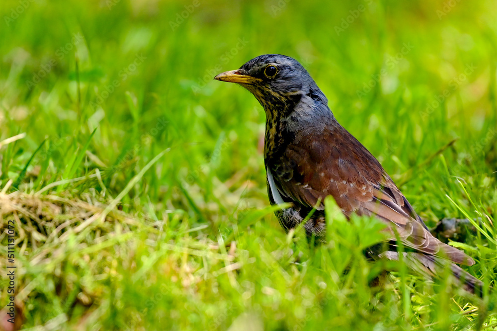 Fototapeta premium Kwiczoł