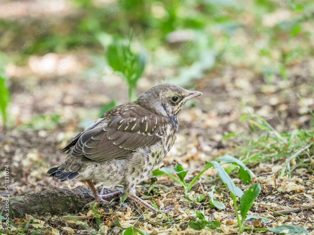 A fieldfare chick, Turdus pilaris, has left the nest and sitting on the spring lawn. A fieldfare chick sits on the ground and waits for food from its parents. A fieldfare chick, Turdus pilaris, has left the nest and sitting on the spring lawn. A fieldfare chick sits on the ground and waits for food from its parents.