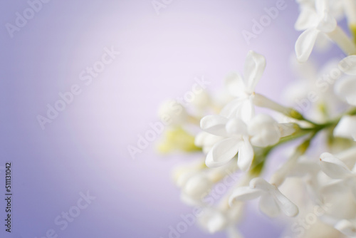 white lilac flower branch on a purple background with copy space for your text © stopabox