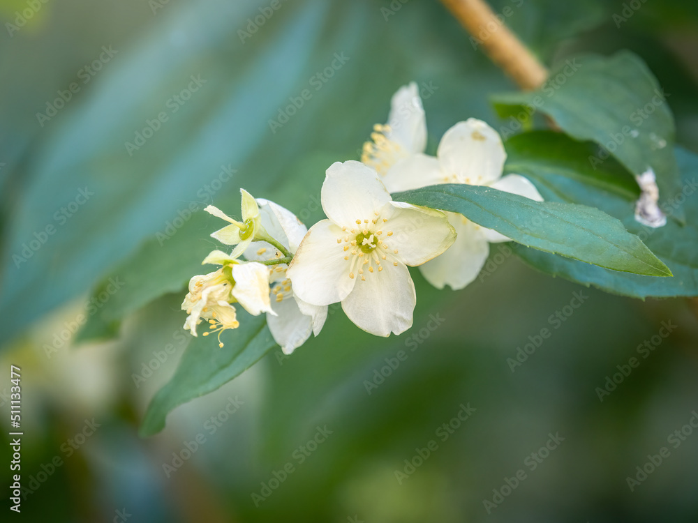 Mock Orange Philadelphus coronarius shrub flowering in spring Mock Orange Philadelphus coronarius shrub flowering in spring
