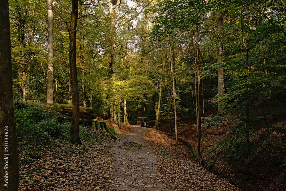 Sonian forest in autu;n, Brussels, Belgium Sonian forest in autu;n, Brussels, Belgium