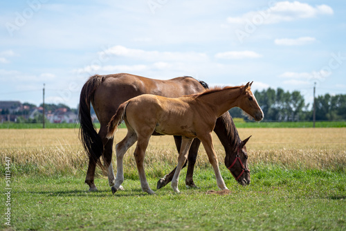 Mother and baby horse foal. Foal horse. Mother mare horse on a farm. Mother and daughter on a sunny day. Close up photo of a little foal and his mom horse eating grass in field