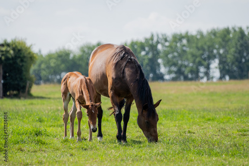 Mother and baby horse foal. Foal horse. Mother mare horse on a farm. Mother and daughter on a sunny day. Mother and baby horse foal. Foal horse. Mother mare horse on a farm. Mother and daughter on a s © LDC