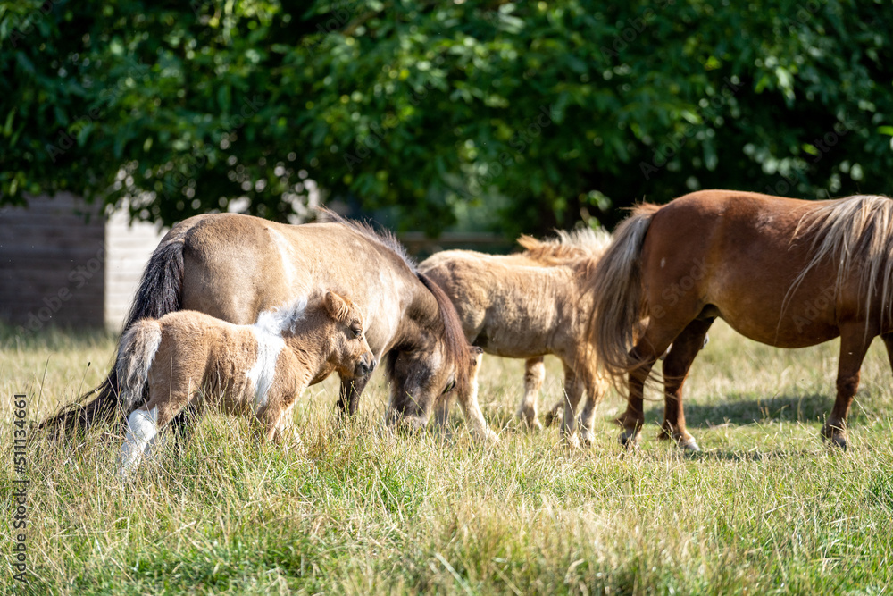 Little brown shetland pony standing in a field on a sunny day. Shetland pony baby. Shetland pony with mother.