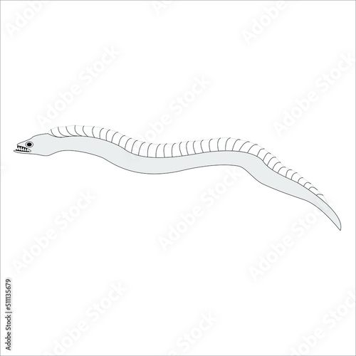 Peces de mar Pez Tajalí nombre científico Trichiurus lecturus 