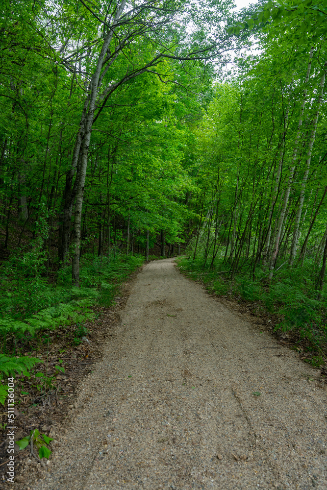 forest hiking trail