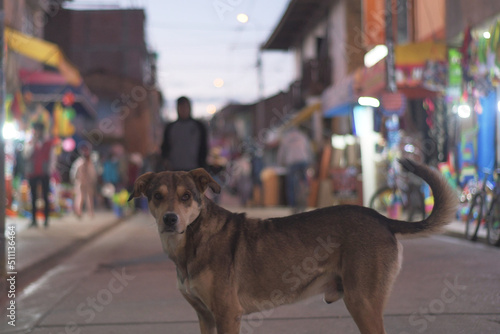 Perro en Concepción Junín