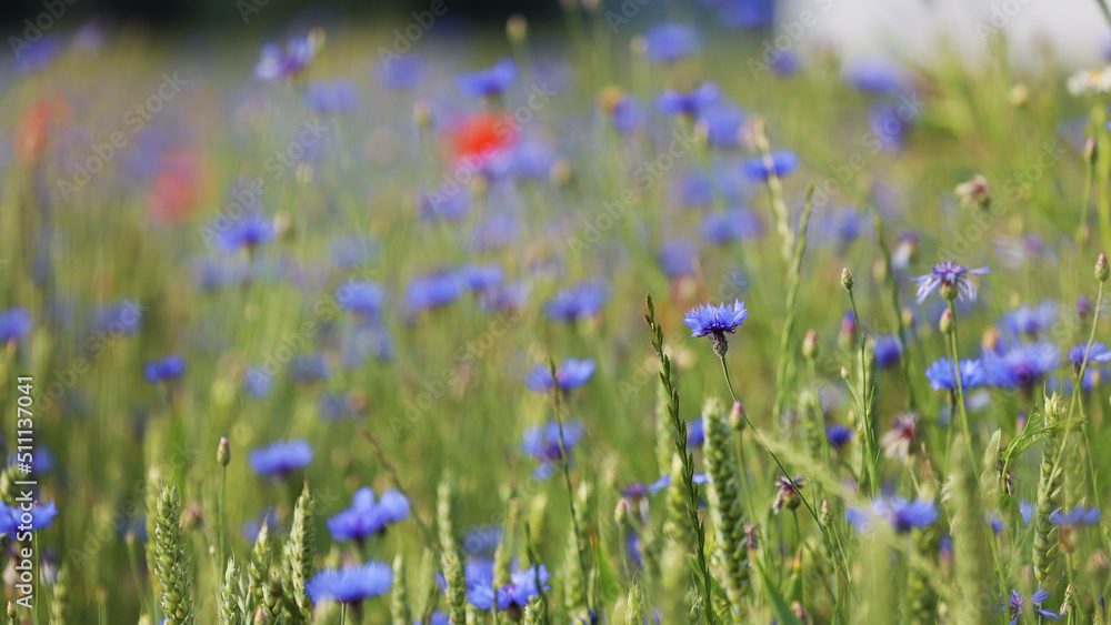 Fototapeta premium Piękna zielona łąka z kwiatami chabrami i makami oraz ziołami w trawie. 
