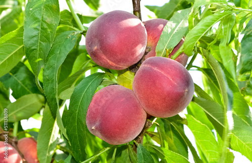 ripe peach photos on tree
