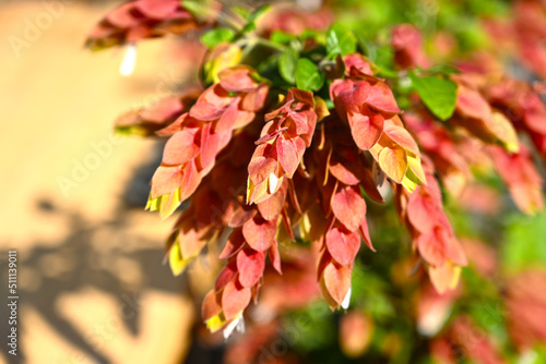 Justicia brandegeeana, the Mexican shrimp plant, shrimp plant or false hop, is an evergreen shrub in the genus Justicia of the acanthus family Acanthaceae, native to Mexico, and also naturalized in Fl photo