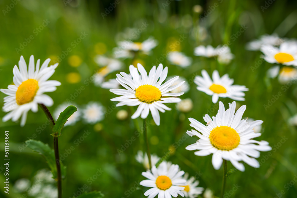 Chamomile flower field. Camomile in the nature. Field of camomile at sunny day at nature. Chamomile flower field. Camomile in the nature. Field of camomile at sunny day at nature.