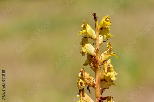 wild flowers, photos of the Orobanche plant. photo