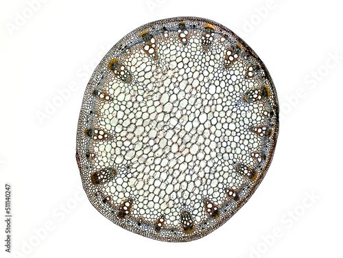 Foto plant stem (dahlia stem) cross section under the microscope showing epidermis, b