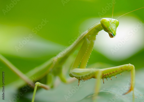 green praying mantis