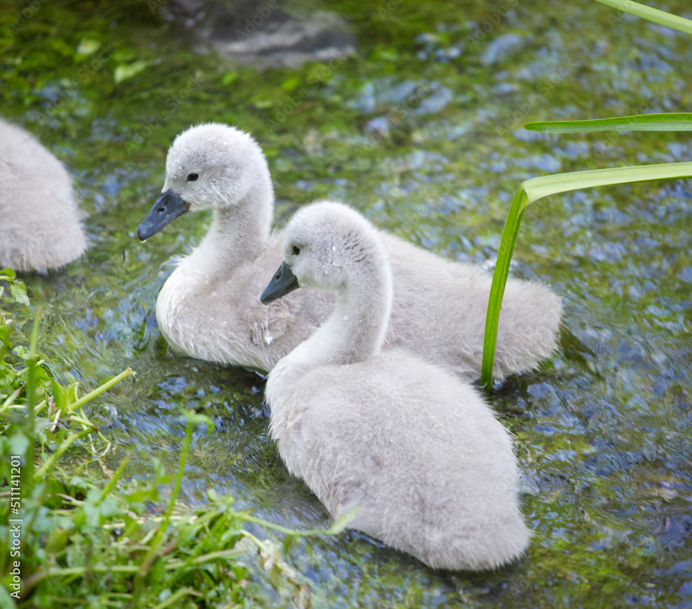 Bothers swans in a pond Bothers swans in a pond