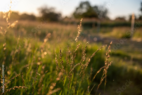 FLOWER,TREE,PLANTS,ANIMALS, LANDSCAPE, insect