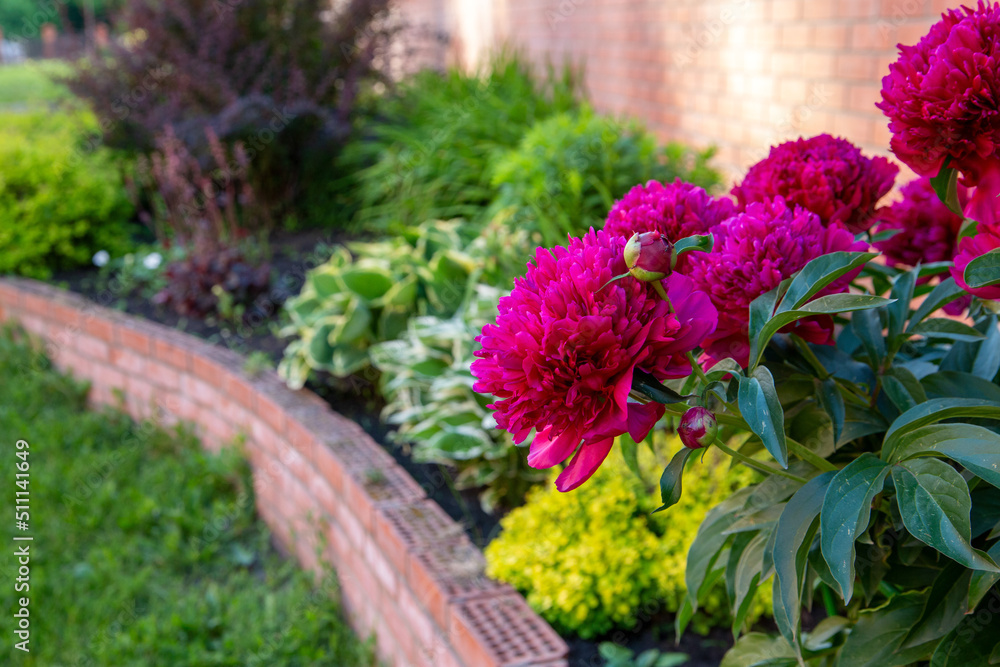 Lush burgundy peonies among other perennials in a flower bed.. Perennial flowers, landscape design. Lush burgundy peonies among other perennials in a flower bed.. Perennial flowers, landscape design.