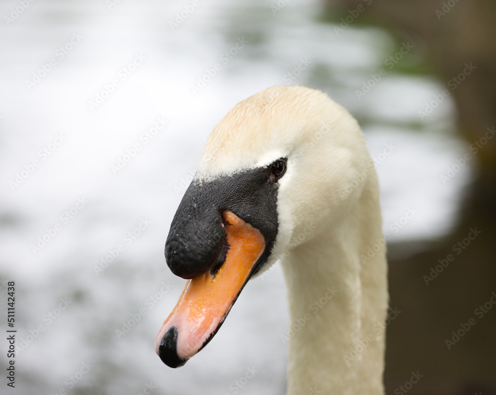 Obraz premium Close up of swan on a lake