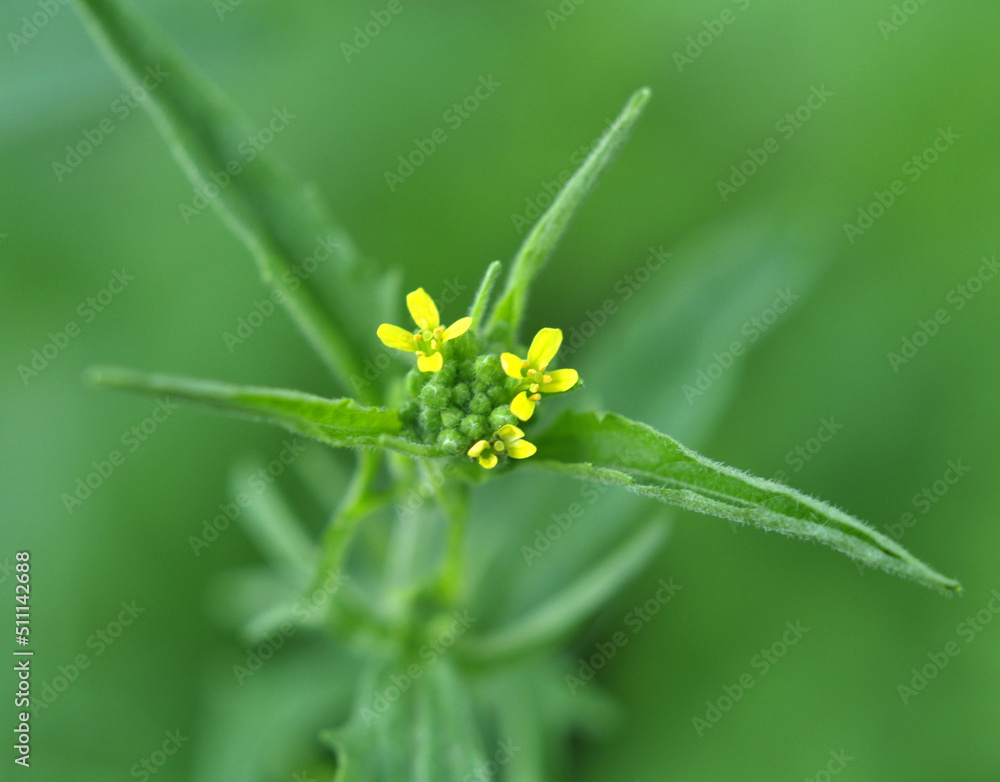 In nature, as a weed grows sisymbrium officinale In nature, as a weed grows sisymbrium officinale