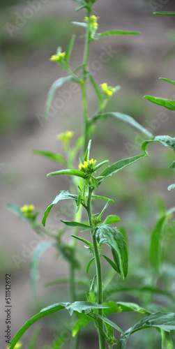 In nature, as a weed grows sisymbrium officinale